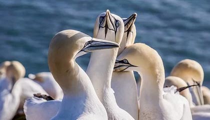 《紧急派遣》攻略:隐形少女浪漫路线指南