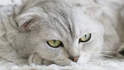 《紧急派遣》攻略：隐形少女浪漫路线指南